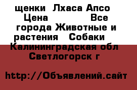 щенки  Лхаса Апсо › Цена ­ 20 000 - Все города Животные и растения » Собаки   . Калининградская обл.,Светлогорск г.